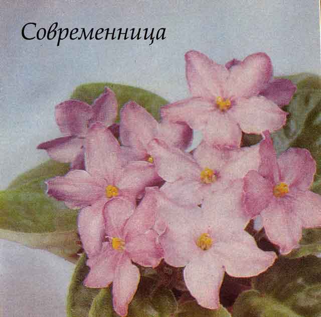 Ñîâðåìåííèöà (Á. Ì. è Ò. Í. Ìàêóíè)